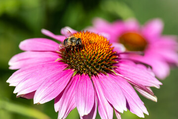 Flower with bee
