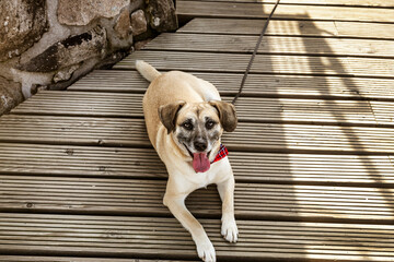 Brown mixed breed dog with tongue out and happy face in the mountains. Hiking with dog.