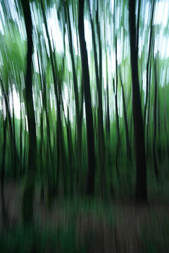 Blury view of a Trees in a Forest