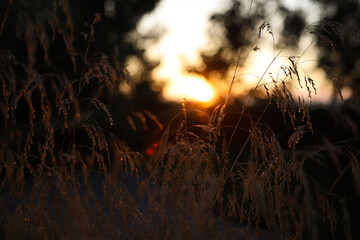 Obraz premium spikelets close up against sunset background