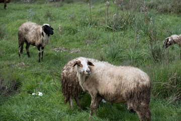 Obraz premium View of white sheep grazing on the green field