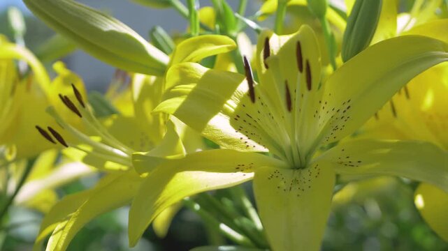 Bouquet with yellow lilies flowers arrange for decoration at garden. Women's, Mother's or Valentine's Day concept. Lemon Lily or Yellow Daylily in natural background. Fower in garden at sunny day