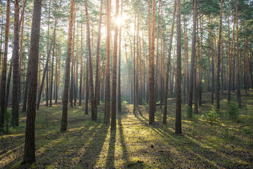 A forest with trees and sunlight shining through the leaves