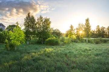 A field of grass with trees in the background