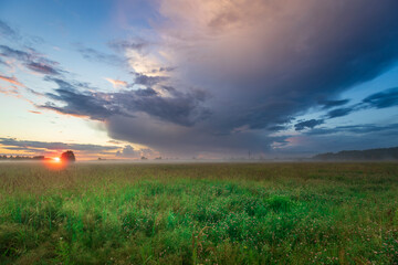 A field of grass with a car in the foreground