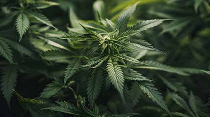 Marijuana leaves on a background, close up top view on cannabis leaves and branches on background for alternative medical and marketing design concept