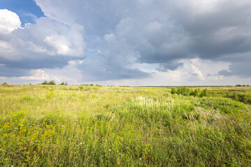 A field of grass with a cloudy sky in the background
