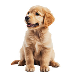 PNG Golden retriever puppy sitting on white background