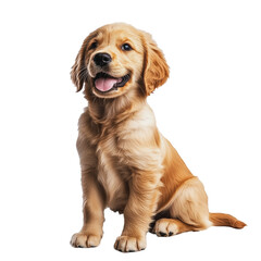 PNG Happy golden retriever puppy sitting indoors