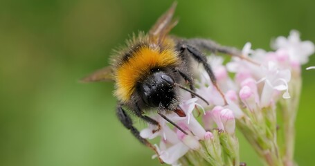 Bumblebee collects flower nectar at sunny day.