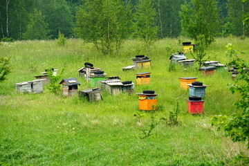 Hives in an apiary in a summer meadow near the forest. Colorful Wooden beehives