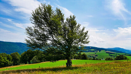 Wind- oder Wetterbuche in der Nähe vom Schauinsland im Südschwarzwald