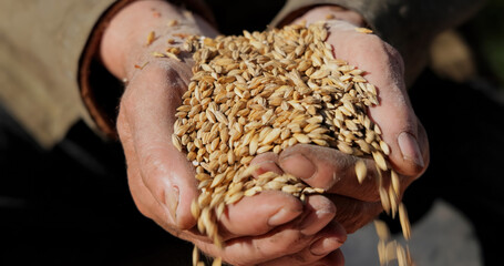 Farmer inspects his crop of hands hold ripe wheat seeds.