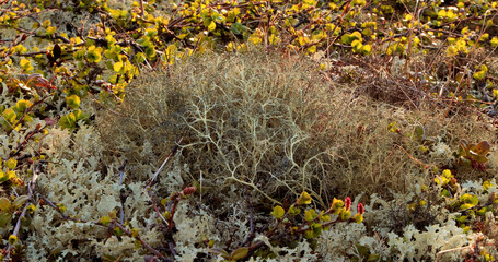 Obraz premium Arctic Tundra lichen moss close-up. Found primarily in areas of Arctic Tundra, alpine tundra, it is extremely cold-hardy. Cladonia rangiferina, also known as reindeer cup lichen.