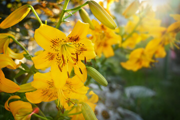 Yellow lilies. Oriental hybrid lily in close-up.