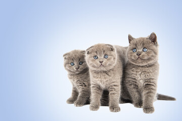 Obraz premium little british short hair blue kittens beautiful funny
