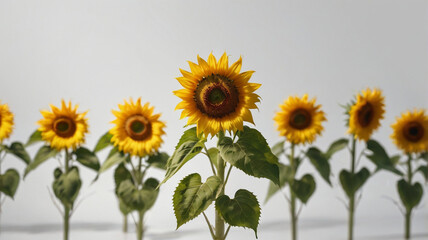 Obraz premium Sunflower isolated on white background