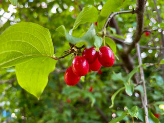 Cornus mas red ripe berries on tree branch close up, cornus mas ripe fruits in summer autumn garden
