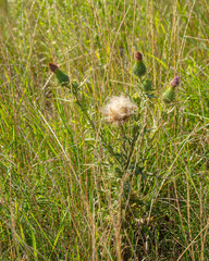 Obraz premium a fluffy blossom of an overblooming flower against a background of green grass