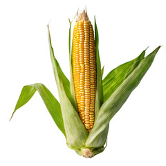 Freshly harvested corn in the field
