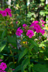 lots of purple flowers against a background of green leaves
