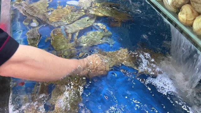 male hands take out a large crab from a glass aquarium in a store to buy seafood