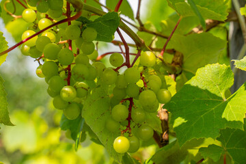 Ripe green grapes against a background of green leaves