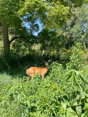 deer in the forest