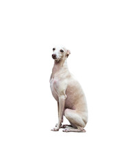 The dog is a small levretka