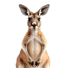 Fototapeta premium portrait of kangaroo isolated on white background, front view