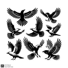 Obraz premium set of raven vector graphic design black and white clip art silhouette