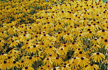 Gelber Sonnenhut - Rudbeckia