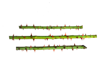 greenn rose branch. Branch with thorns isolated on a white background.Spikes on a white background. Dry branches with the thorns of a withered rose. Dangerous spikes for self-defense