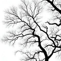 Fototapeta premium Leafless Oak tree branches silhouette. Black and white. Natural oak tree branches silhouette on a white background. Silhouettes of a dark gloomy forest with textured trees on a gray white background.