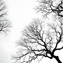 Obraz premium Leafless Oak tree branches silhouette. Black and white. Natural oak tree branches silhouette on a white background. Silhouettes of a dark gloomy forest with textured trees on a gray white background.