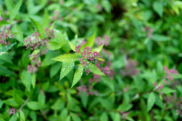 pink and white lilac flowers