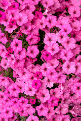 A bush of pink petunia in a flower pot, garden decoration.