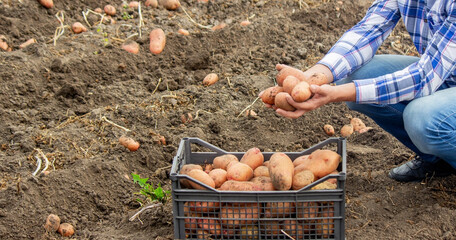 a male farmer shows what crop of organic potatoes he has harvested.harvest