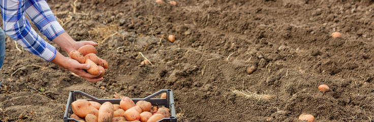 a male farmer shows what crop of organic potatoes he has harvested.harvest