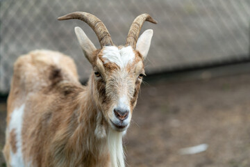 portrait of a goat on the farm