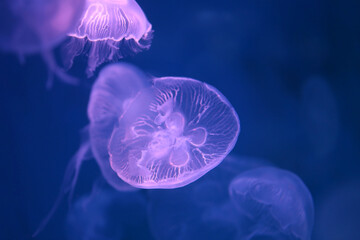 Small jellyfish or medusa of  bright purple color.