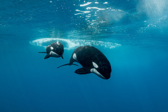 Mum and calf orcas initiating dive