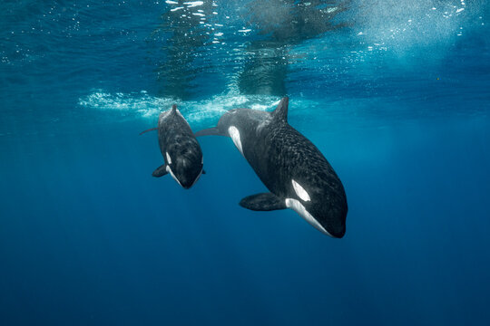 Mum and calf orcas diving into the blue
