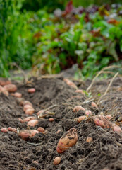 Fresh potatoes on the field. Harvesting organic potatoes. Agriculture and farming