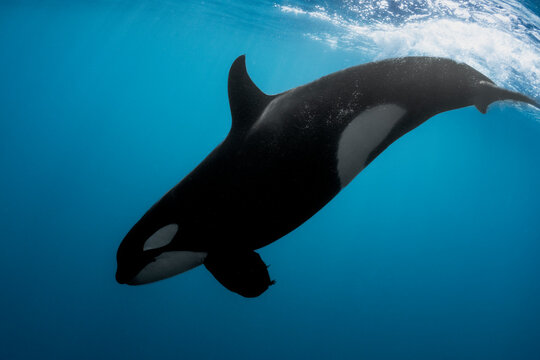 orca diving into the blue