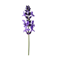 Naklejka premium PNG Lavender flower bloom on a single stem
