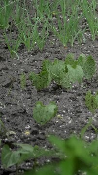 Hail stones scatter over dark, moist earth, surrounding tender plant shoots. Force of hail can break plant tissue, leading to reduced growth rates and impacting the plant's ability to recover