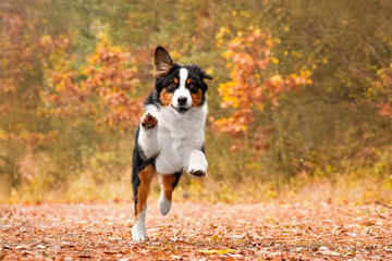 Dog jumping in autumn leaves over a meadow. Front view. Running forward. Cute australian shepherd is outdoors in the autumn forest at daytime.