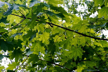 the wet maple leaves with raindrops. green maple leaves after rain in rain drops green leaves background