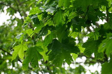 the wet maple leaves with raindrops. green maple leaves after rain in rain drops green leaves background